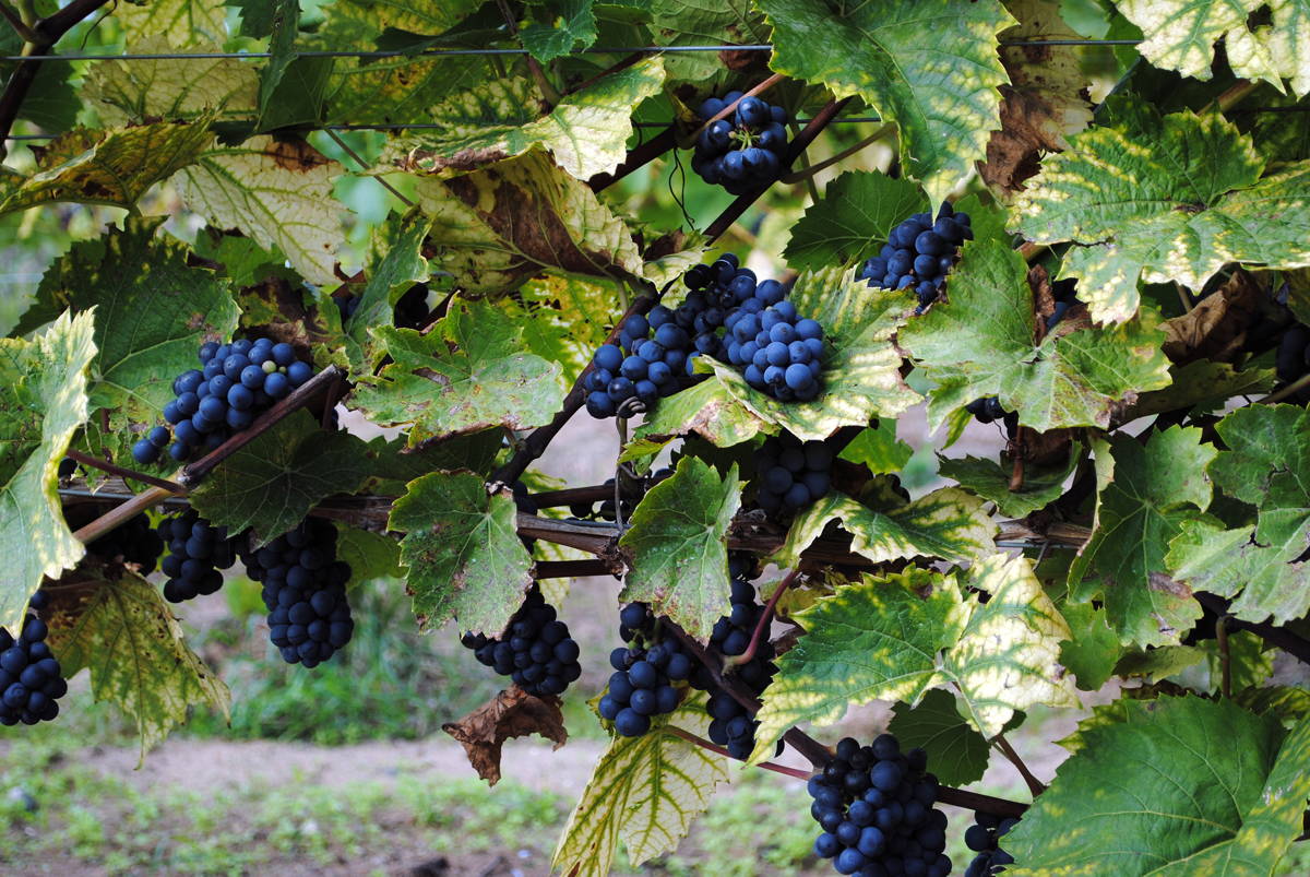 3c-Leon-Millot-Dyrehoej-Vingaard-22092014-B-web