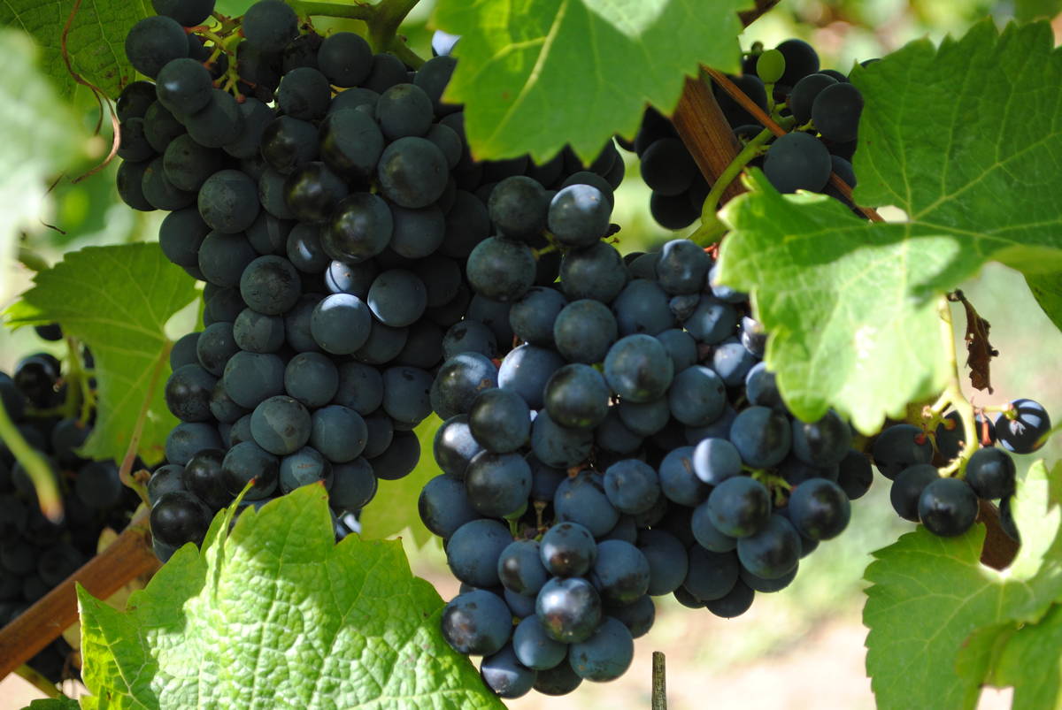 3f-Cabernet-Cortis-Dyrehoej-Vingaard-22092014-web