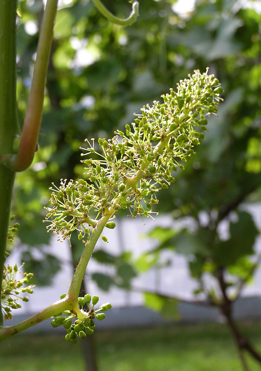 Blomstrende Regent - P7080128 - web