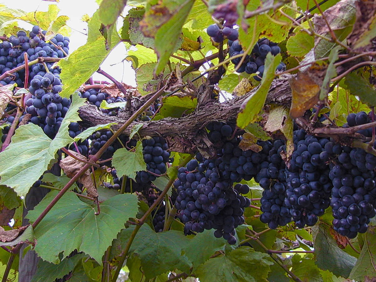 DSCN0024-R-web