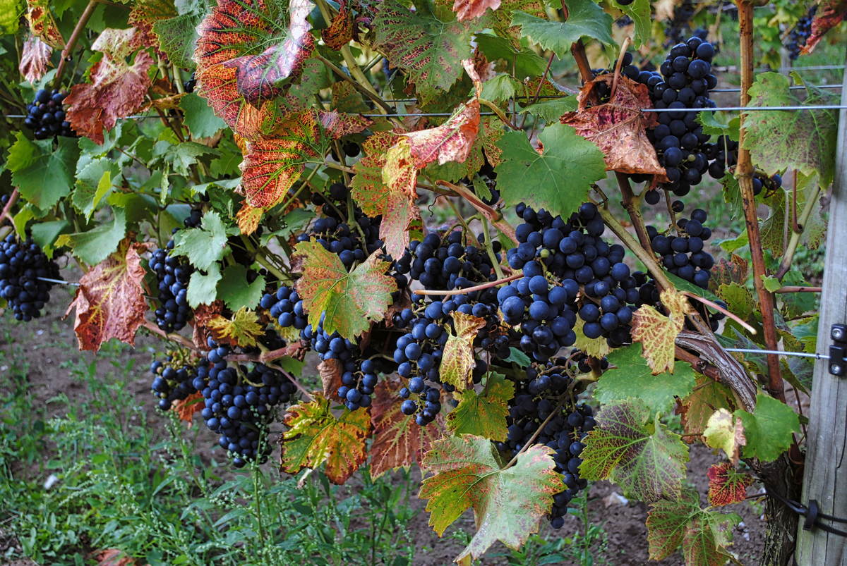 Regent-Dyrehoej-Vingaard-22092014-B-web