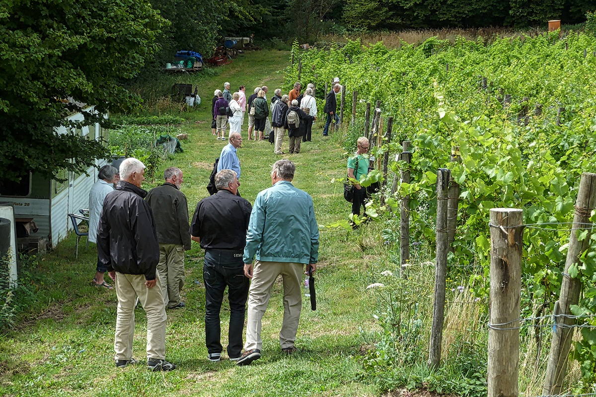 Sedlescombe Organic Vineyard 2010. Foto © Ole Stauning.